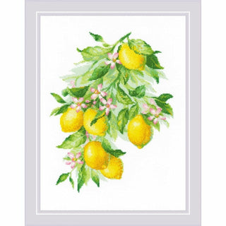 Citrons brillants 2054 Riolis