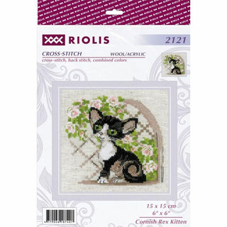 Chaton Rex de Cornouailles 2121 Riolis
