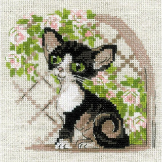 Chaton Rex de Cornouailles 2121 Riolis