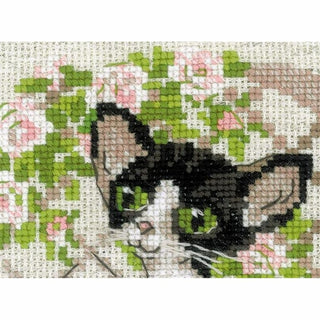 Chaton Rex de Cornouailles 2121 Riolis