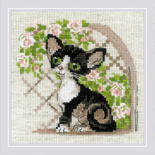 Chaton Rex de Cornouailles 2121 Riolis