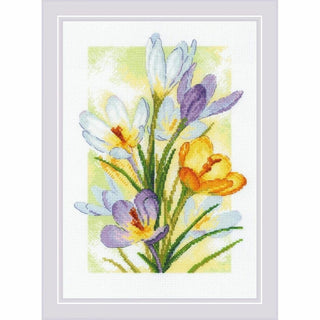 Lueur printanière Crocus 2190 Riolis