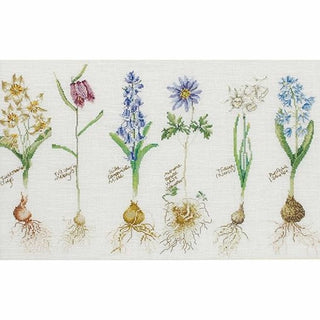 Fleurs à bulbe 1087 Lin Thea Gouverneur