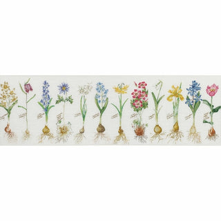 Fleurs à bulbe 1087 Lin Thea Gouverneur