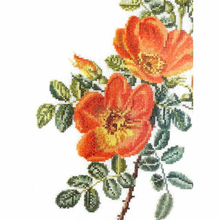 Thea Gouverneur 2028 lin Rose Chazal