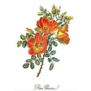 Thea Gouverneur 2028 lin Rose Chazal