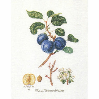 Thea Gouverneur 2059 lin Prunes