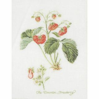 Thea Gouverneur 2085 Aida Fraise