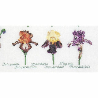 Irises 3051 Aida Thea Gouverneur