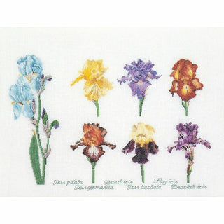 Irises 3051 lin Thea Gouverneur