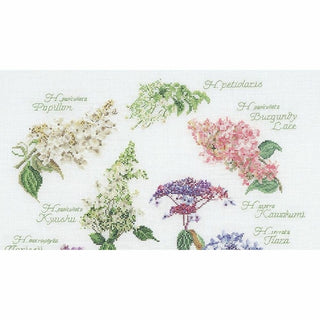 Hortensia 3067 Aida Thea Gouverneur