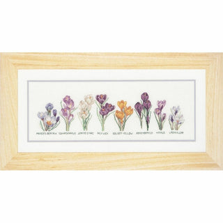 Crocus 3074 Aida Thea Gouverneur