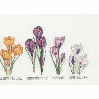 Crocus 3074 Aida Thea Gouverneur