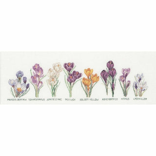 Crocus 3074 Aida Thea Gouverneur
