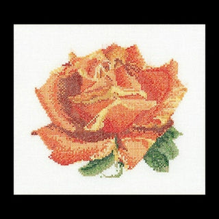 Rose 3075 Aida Thea Gouverneur