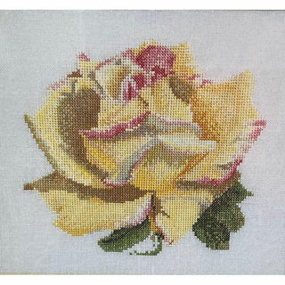 Rose 3076 Aida Thea Gouverneur