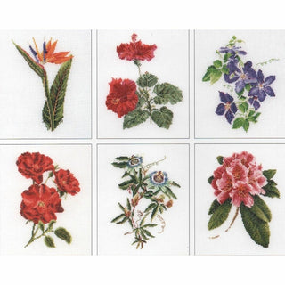 Six études florales 3081 lin Thea Gouverneur