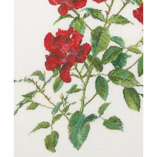 Rose rouge Fervid 411 lin Thea Gouverneur