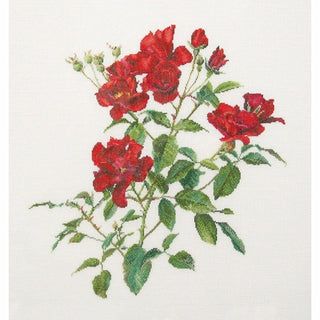 Rose rouge Fervid 411 Aida Thea Gouverneur