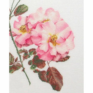 Rosa leersum 412 Lin Thea Gouverneur