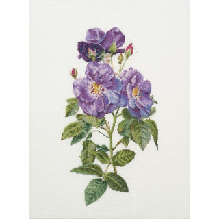 Rose Rhapsody in blue 413 lin Thea Gouverneur
