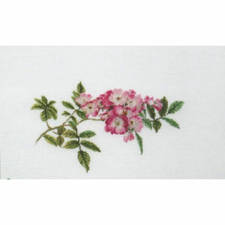 Rose Mozart 415 lin Thea Gouverneur