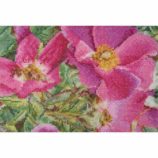 Rosa Moyesii 426 Aida Thea Gouverneur