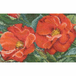 Rose Orangeade 427 Aida Thea Gouverneur