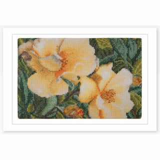 Rosa Hugonis rosier du Père Hugo 428 Aida Thea Gouverneur