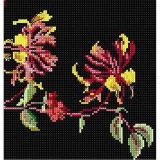 Butterfly Honeysuckle 439-05 Thea Gouverneur