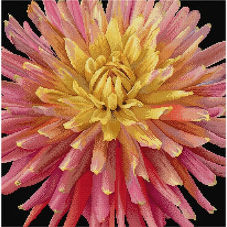 Dahlia 441-05 Thea Gouverneur