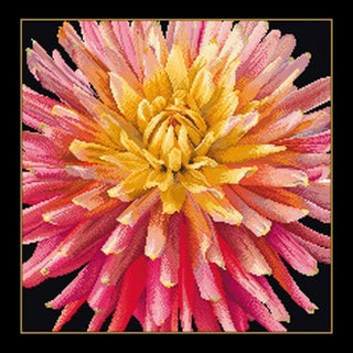 Dahlia 441-05 Thea Gouverneur