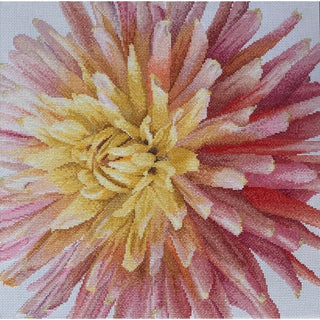 Dahlia 441 Aida Thea Gouverneur