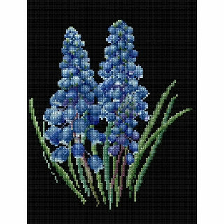 Muscari 443-05 Thea Gouverneur