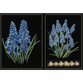 Muscari 443-05 Thea Gouverneur