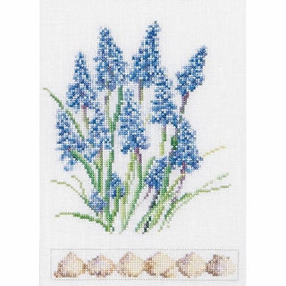 Muscari 443 Aida Thea Gouverneur