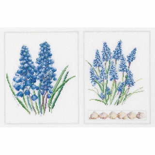 Muscari 443 lin Thea Gouverneur