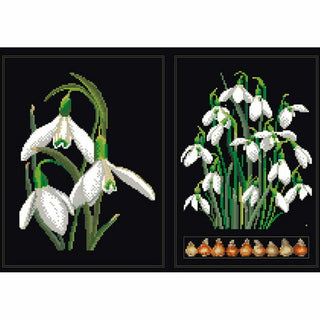 Galanthus 446-05 Thea Gouverneur