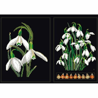Galanthus 446-05 Thea Gouverneur