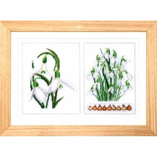 Galanthus 446 lin Thea Gouverneur