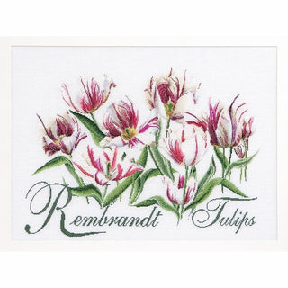 Thea Gouverneur 447 Aida Rembrandt Tulipes