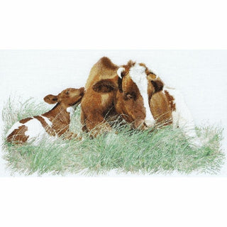 Vache rouge des prés 449 Aida Thea Gouverneur