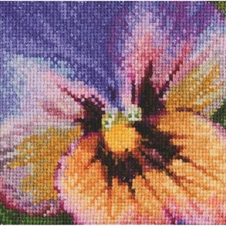 Pensée tricolore 454 Aida Thea Gouverneur