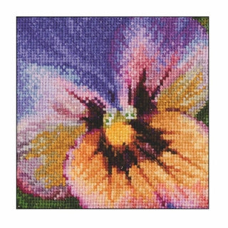 Pensée tricolore 454 Aida Thea Gouverneur