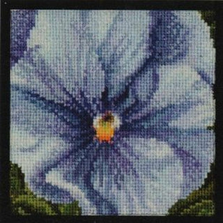 Pensée bleu 459 Aida Thea Gouverneur