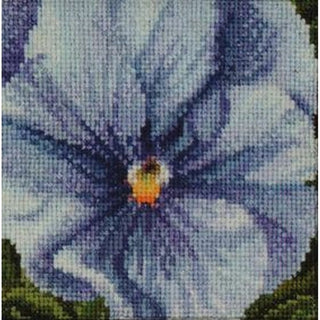 Pensée bleu 459 Aida Thea Gouverneur