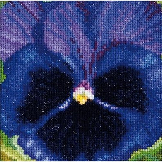 Pensée violette noir 460 Aida Thea Gouverneur