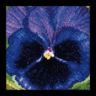 Pensée violette noir 460 Aida Thea Gouverneur