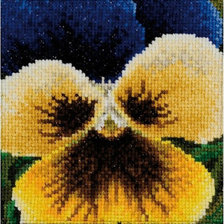 Pensée bleu jaune noir 463 Aida Thea Gouverneur