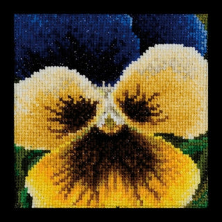 Pensée bleu jaune noir 463 Aida Thea Gouverneur